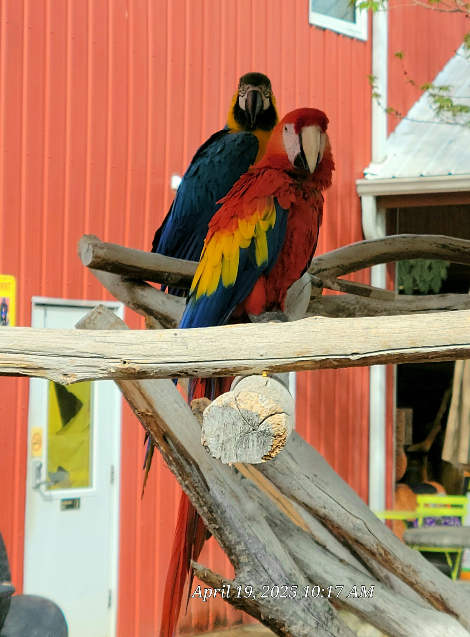 Scarlet Macaw  - Bright's Zoo