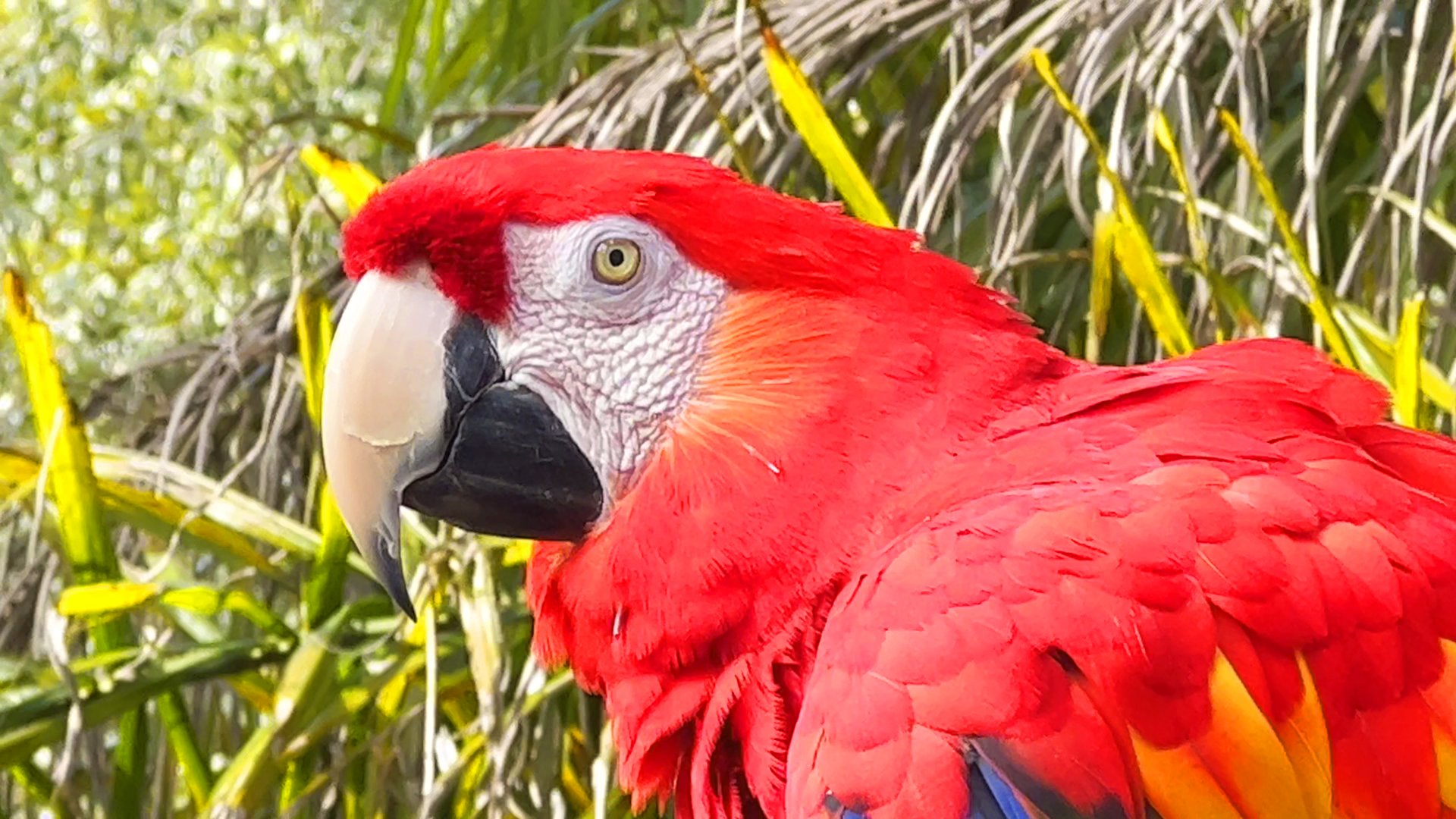 Scarlet Macaw Closeup