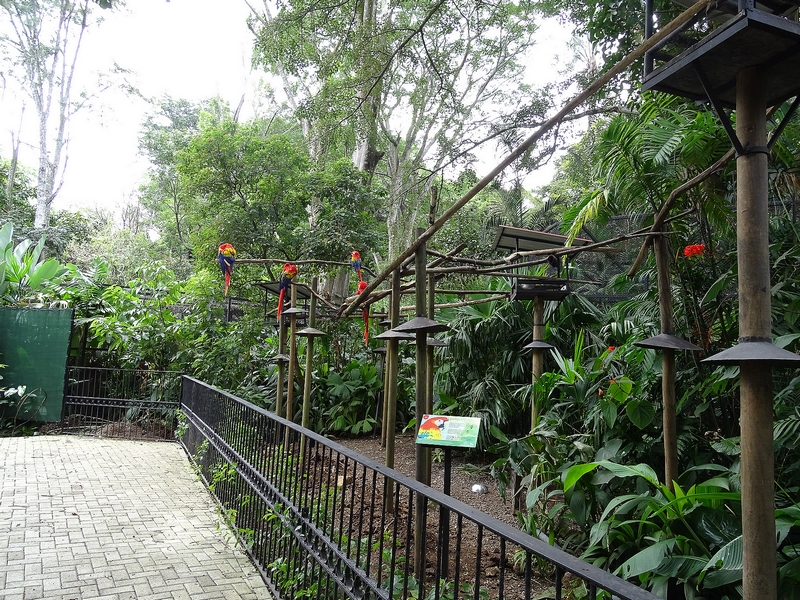 Scarlet macaw enclosure