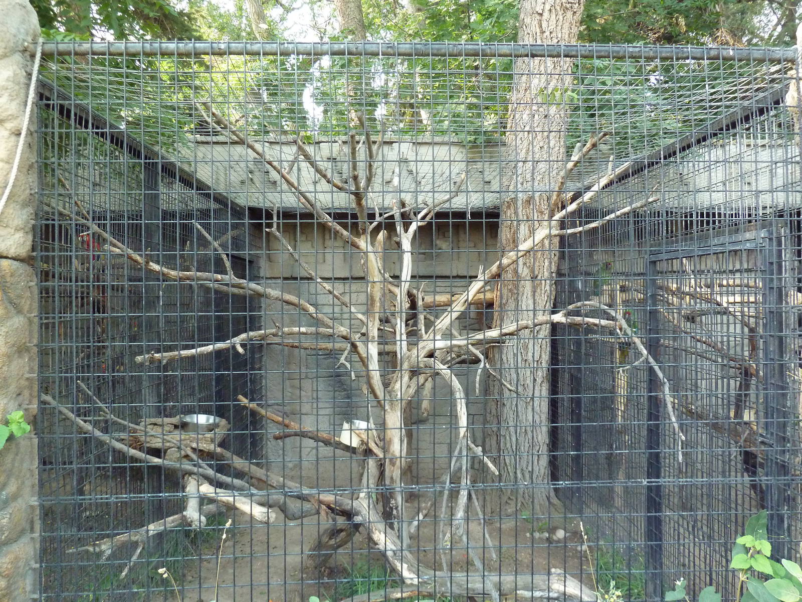 Scarlet Macaw Exhibit