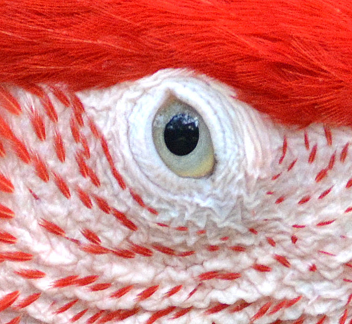 Scarlet macaw eye.