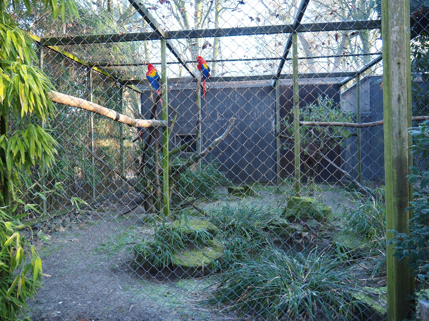 Scarlet macaw - Grey-winged trumpeter aviary (Jan 20th, 2019)