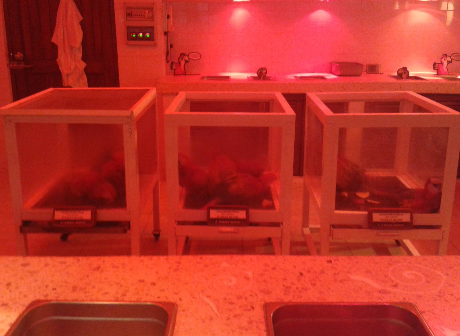 Scarlet macaw hand-raising station