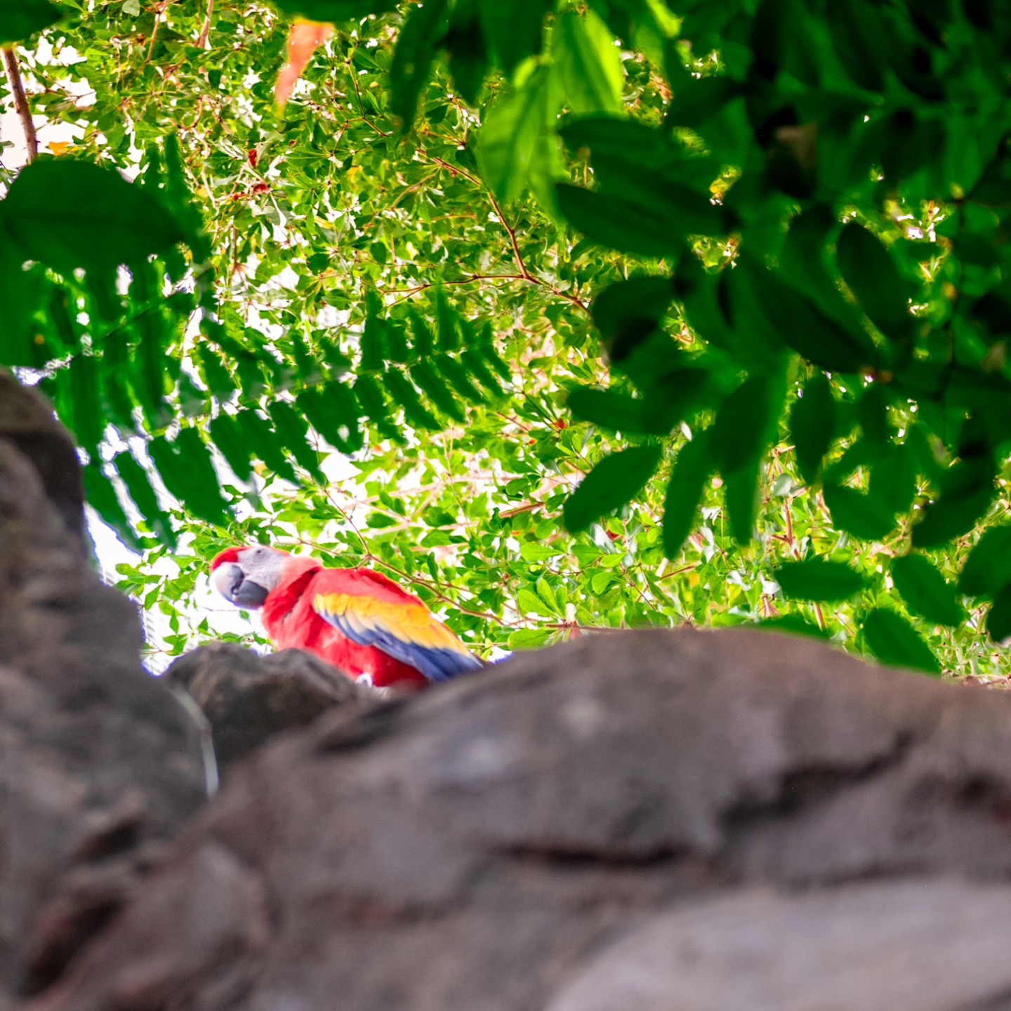 Scarlet Macaw I believe