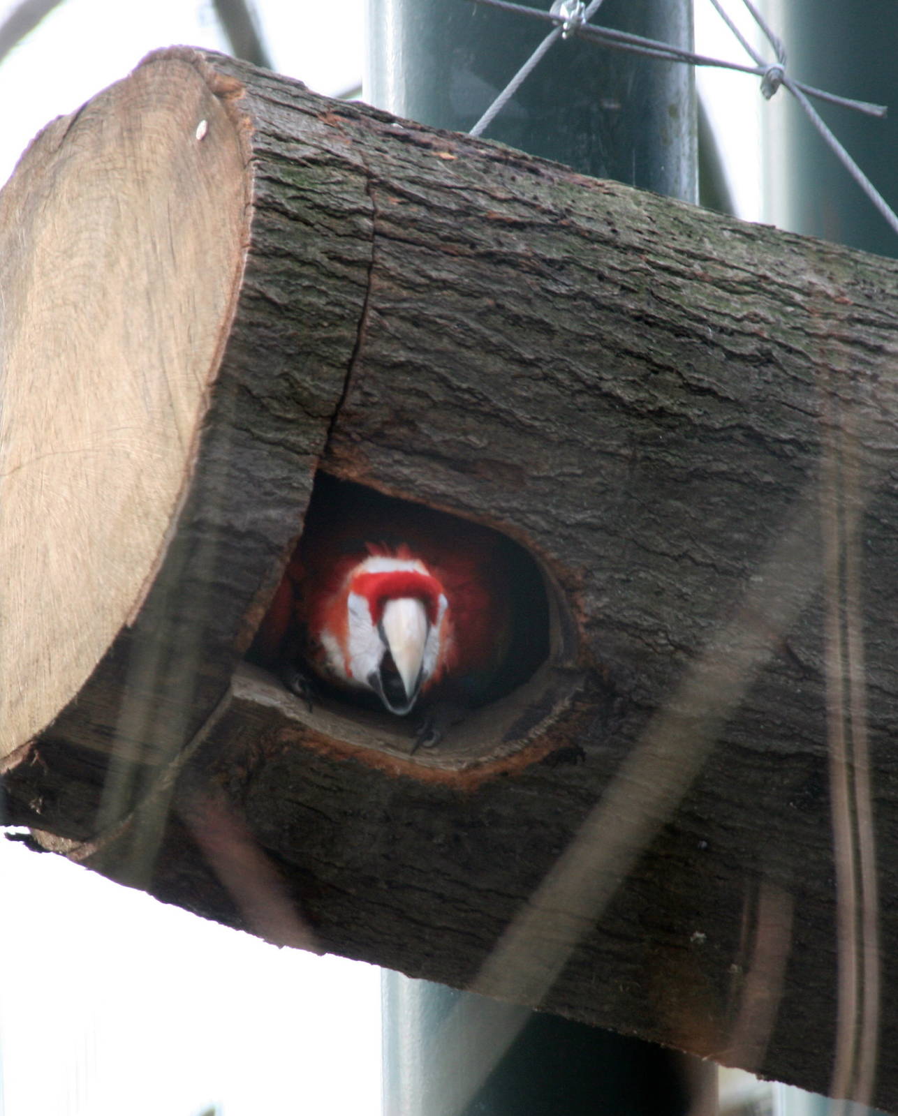 Scarlet Macaw in a outside nestbox