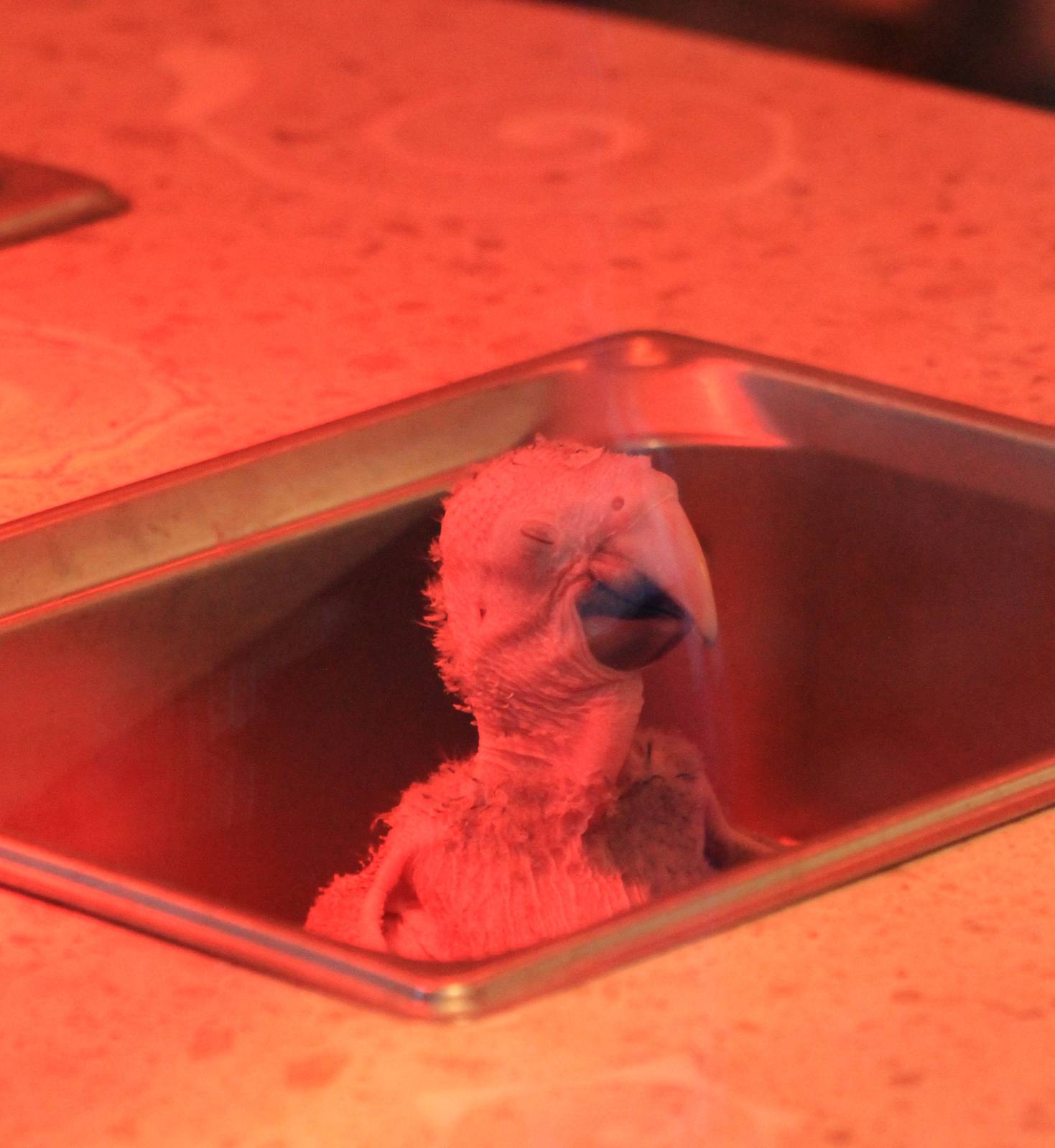 Scarlet macaw in the hand-raising station