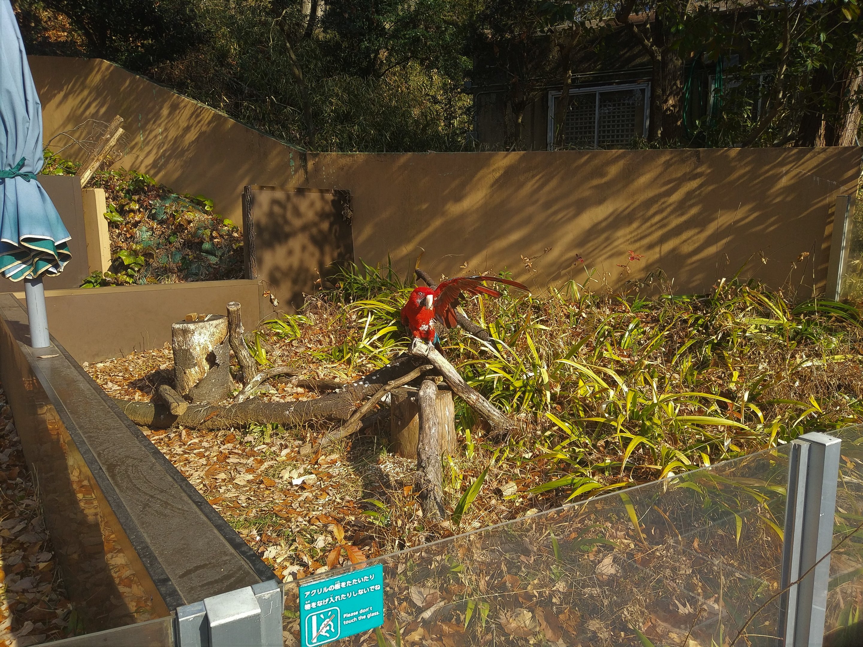 Scarlet Macaw On A Stick