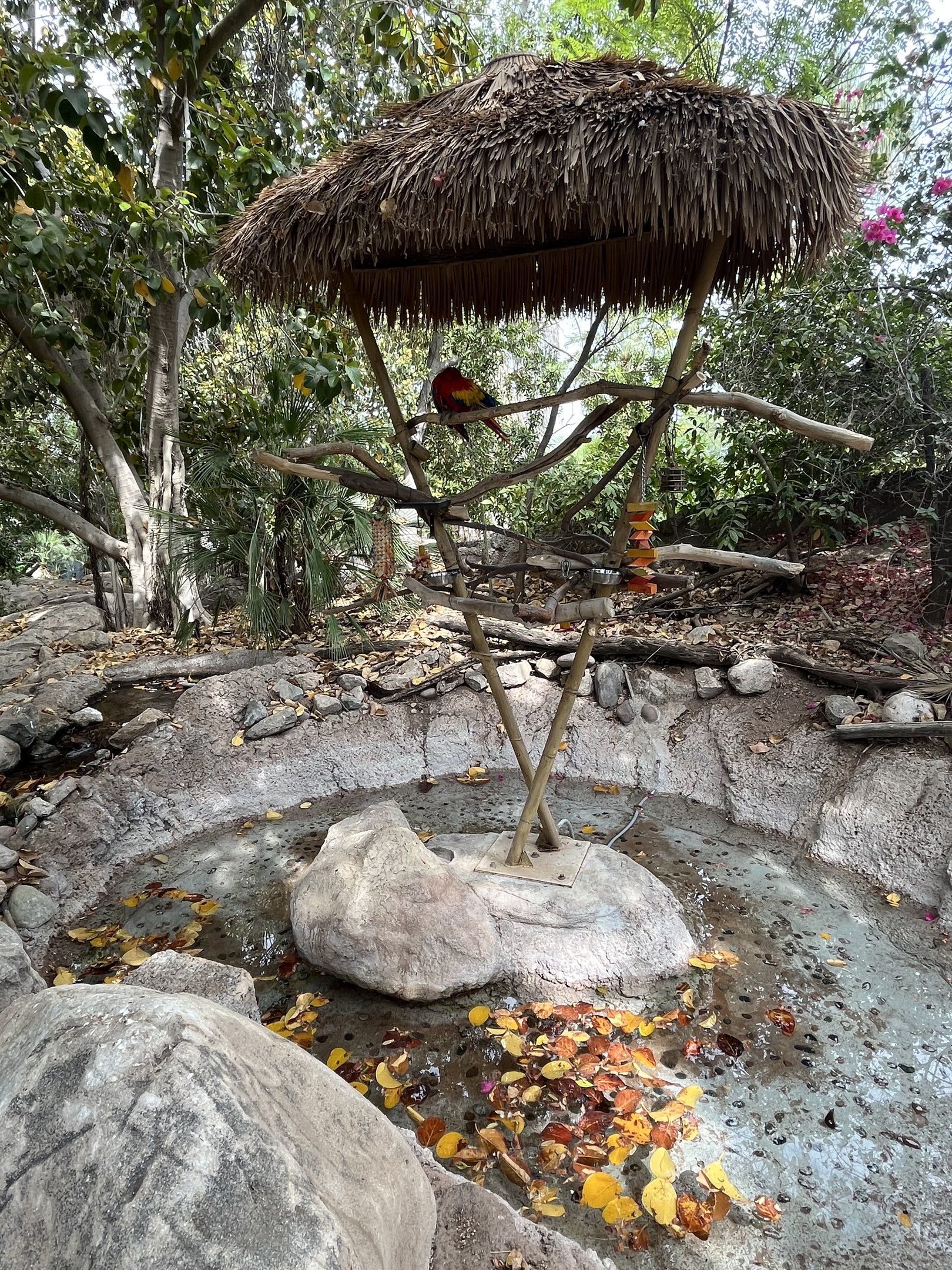 Scarlet Macaw on a stick!