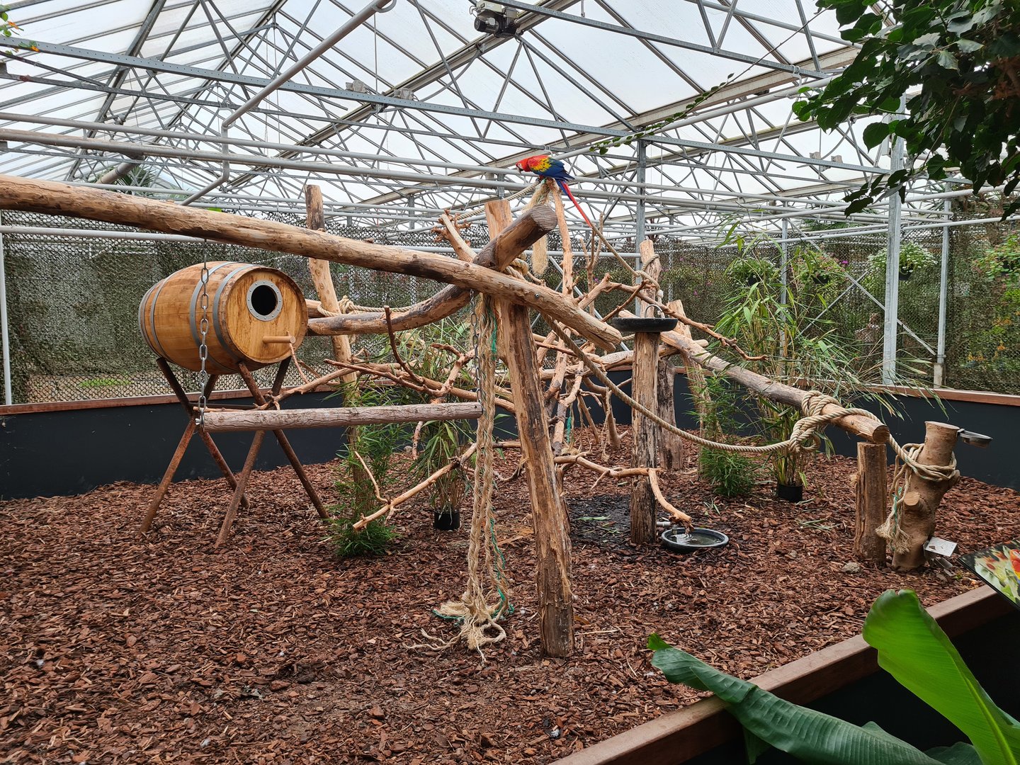 Scarlet macaw on a stick