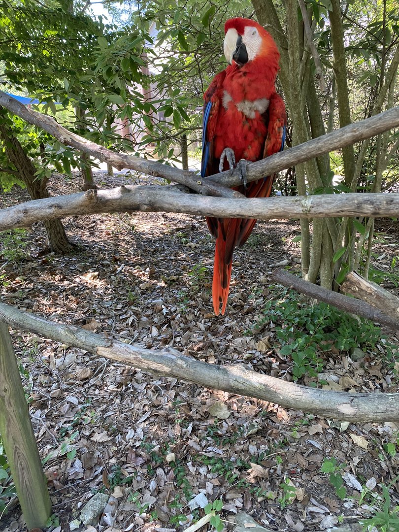 Scarlet Macaw Perch
