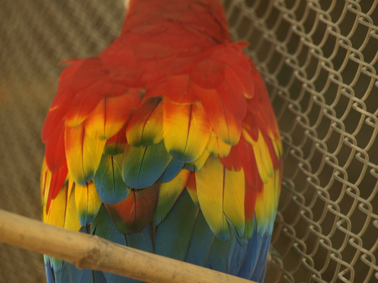 Scarlet macaw plumage - Peshawar Zoo 22/7/2018