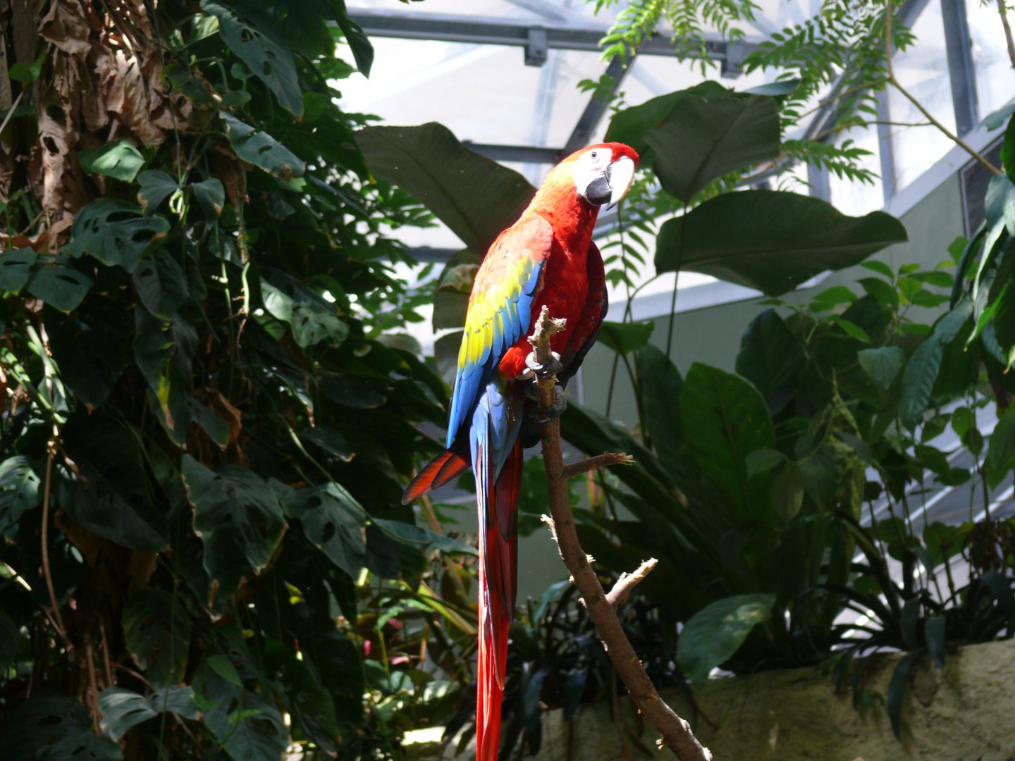 Scarlet macaw - reopening 31-08-2020