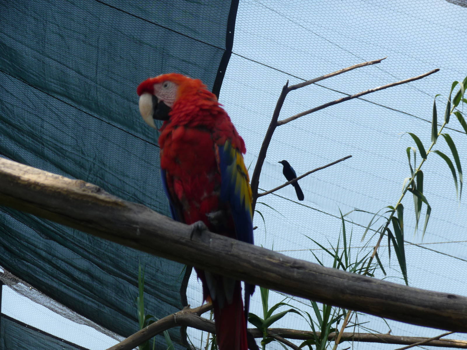 scarlet macaw san juan de aragon zoo