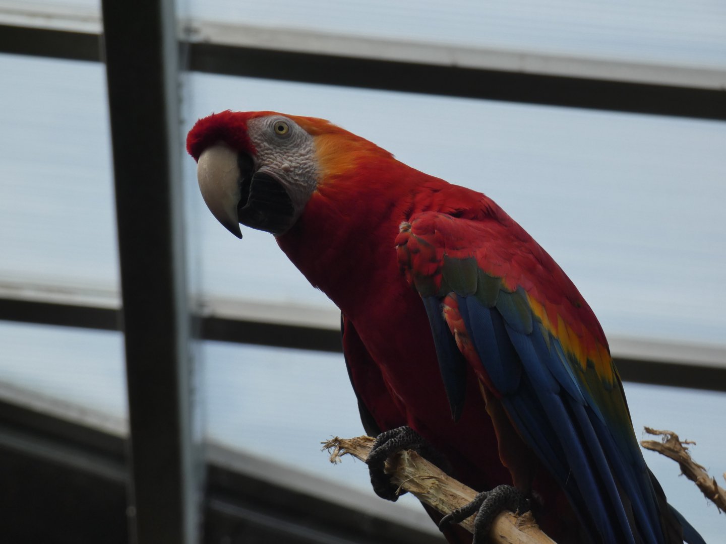 Scarlet Macaw, South America, Lied Jungle - Jun. 2021