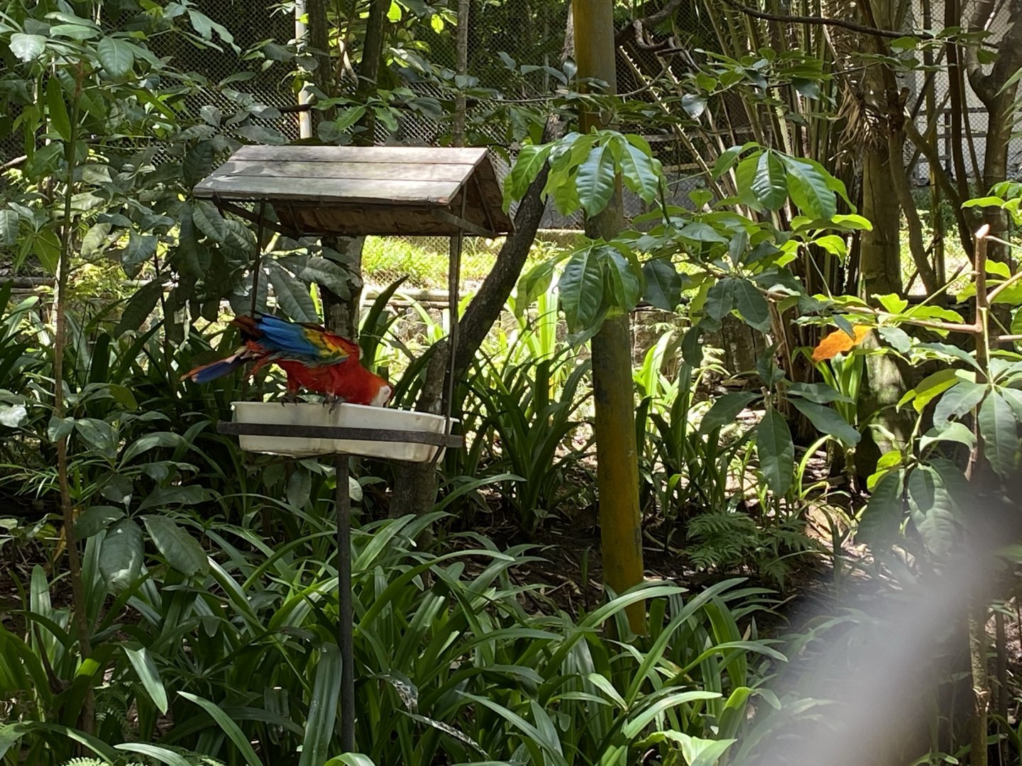 Scarlet Macaw (Walkthrough Aviary)