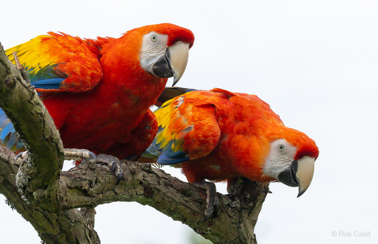 Scarlet macaw : Whipsnade : 24 May 2024