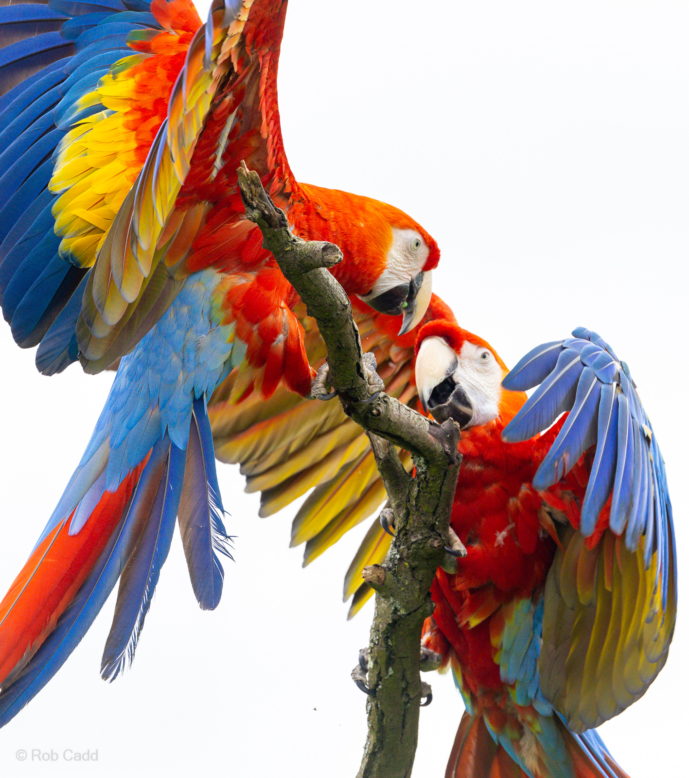 Scarlet macaw : Whipsnade : 24 May 2024