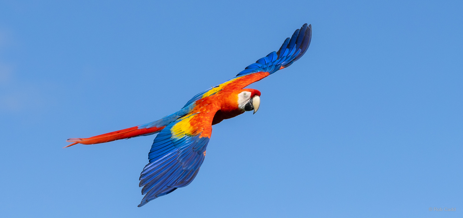 Scarlet macaw : Whipsnade : 27 May 2024