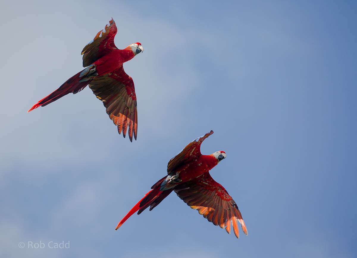 Scarlet macaw : Whipsnade : 27 Sep 2015