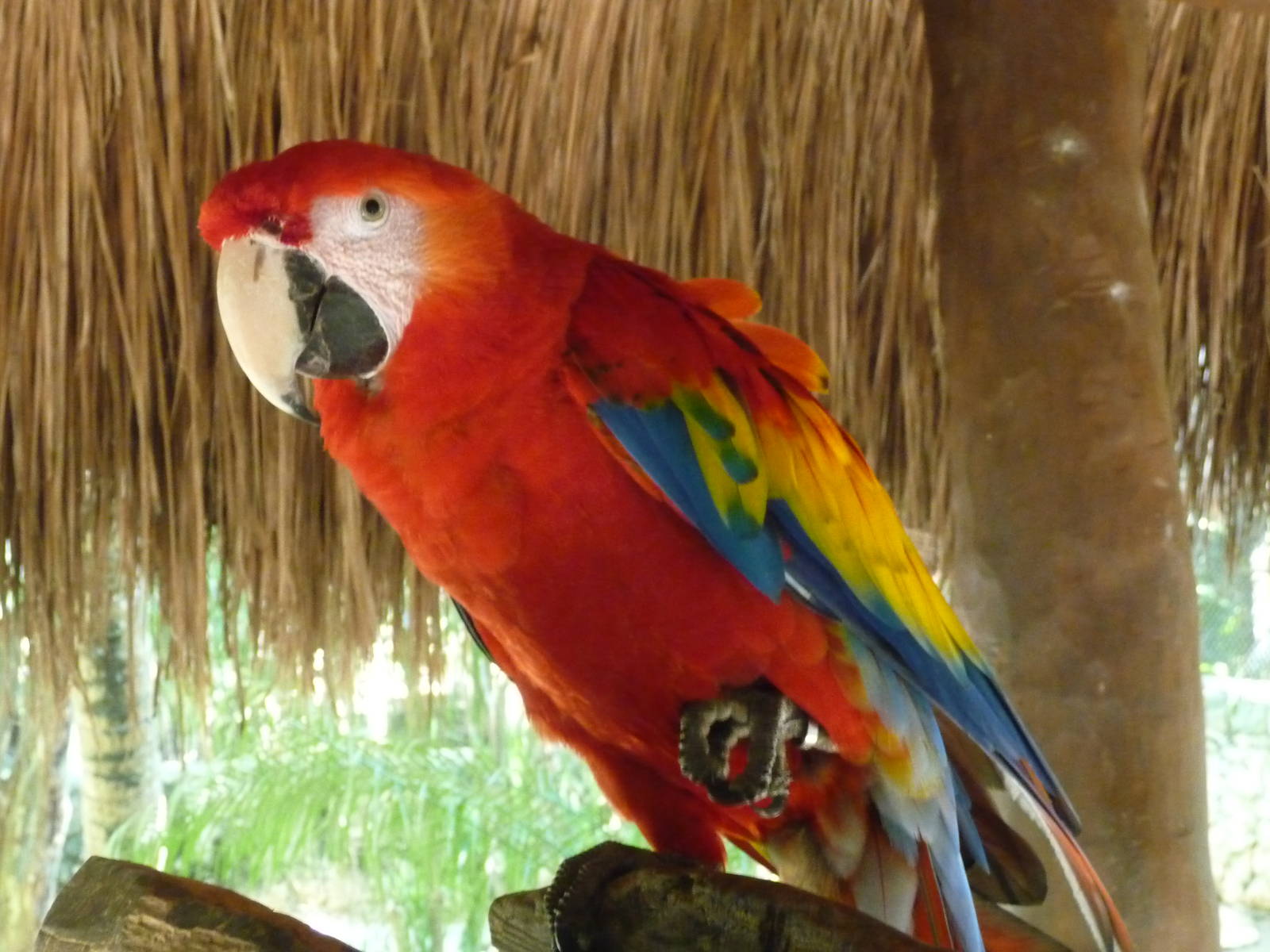 scarlet macaw xcaret park