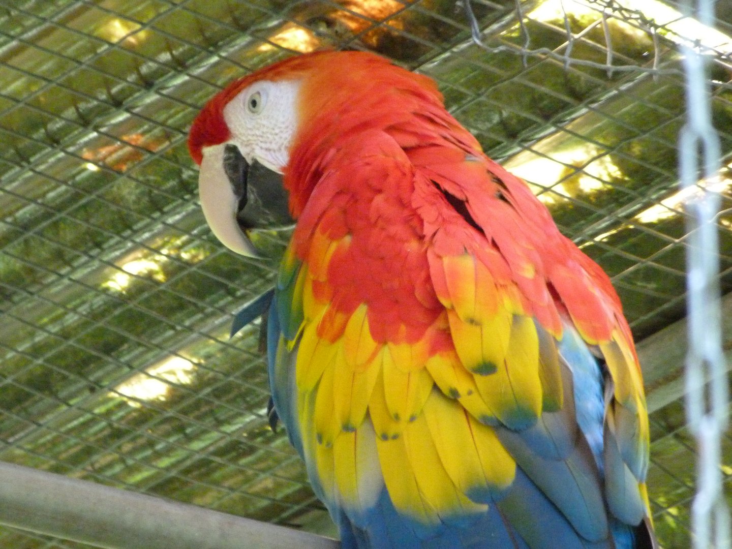 Scarlet macaw -Zoo d'Asson (2025)