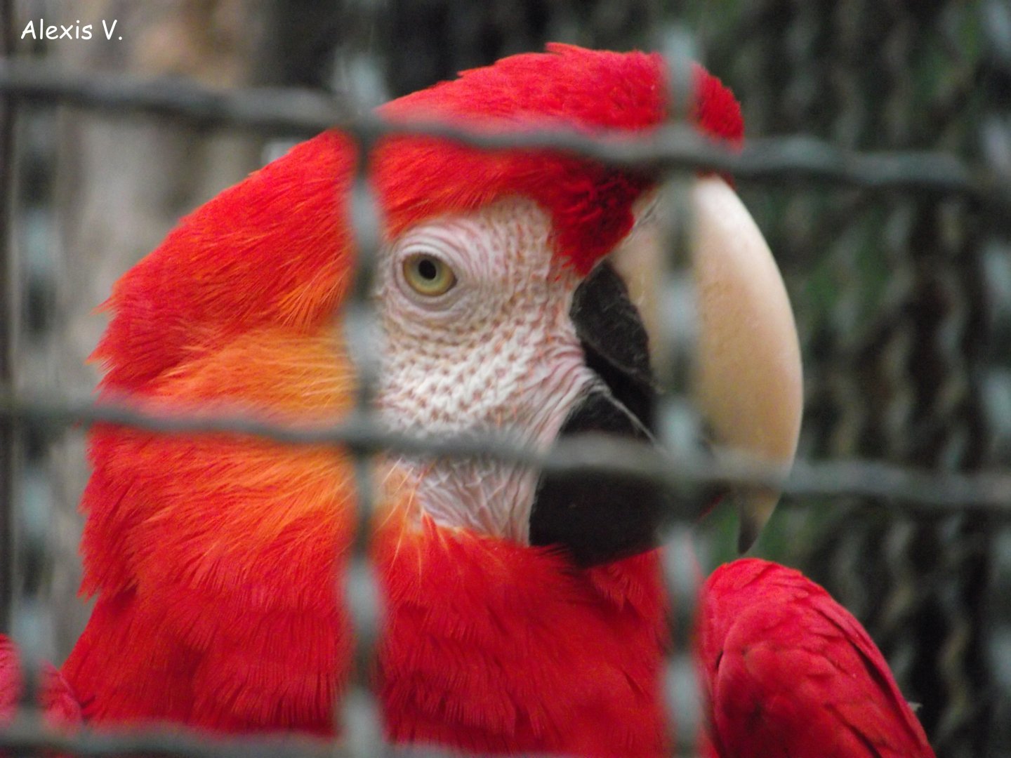 Scarlet Macaw - Zooparc de Beauval - 03/2017