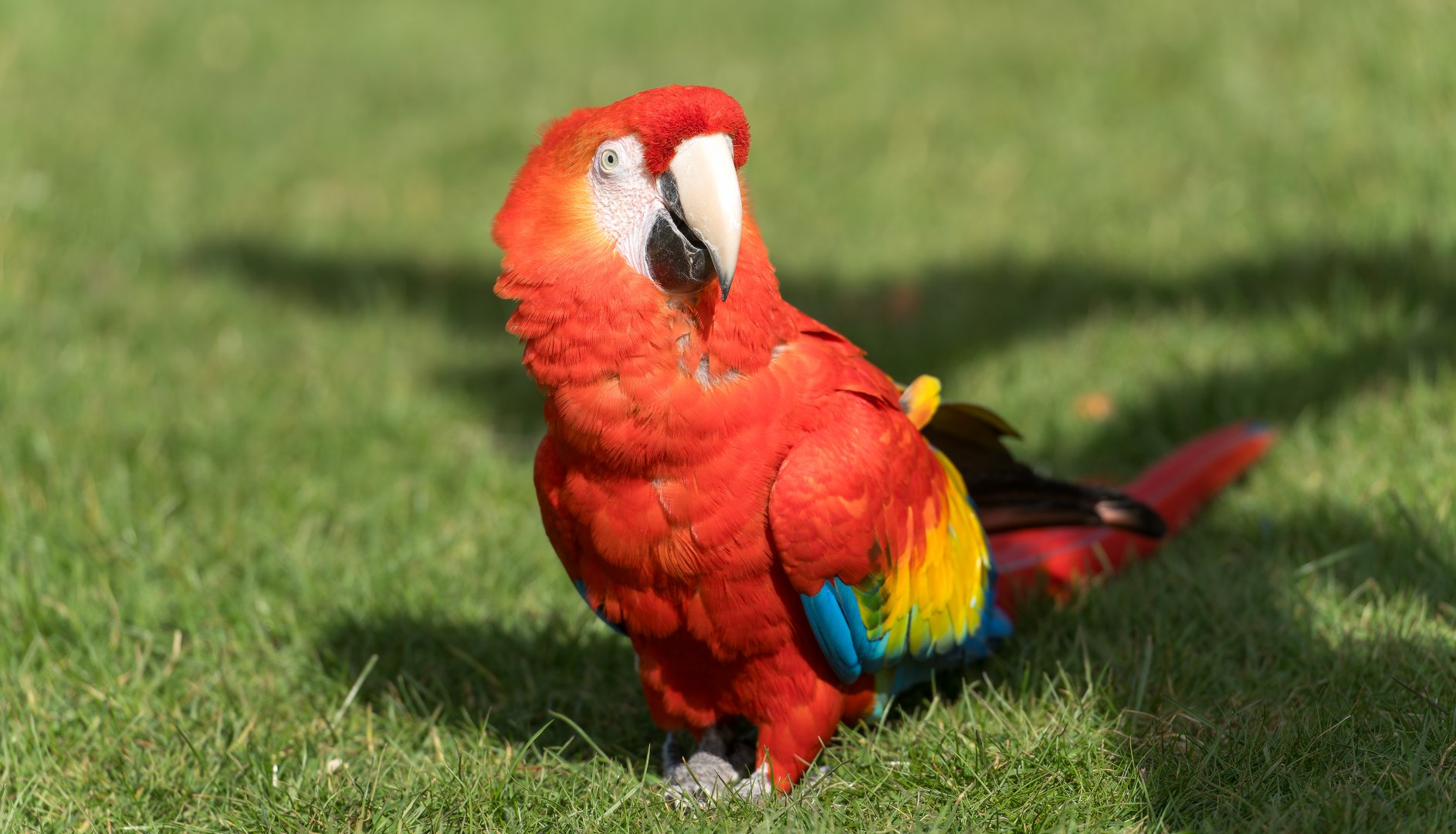 Scarlet Macaw ,ZSL Whipsnade, UK