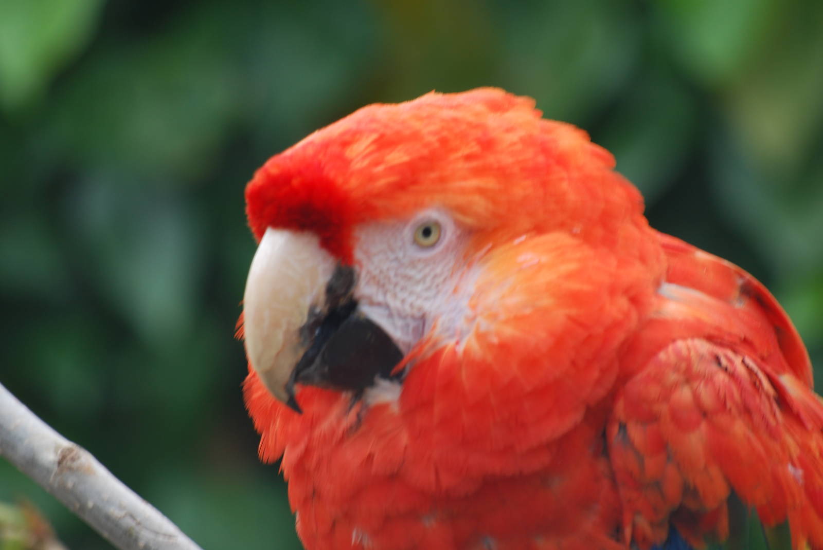 Scarlet macaw