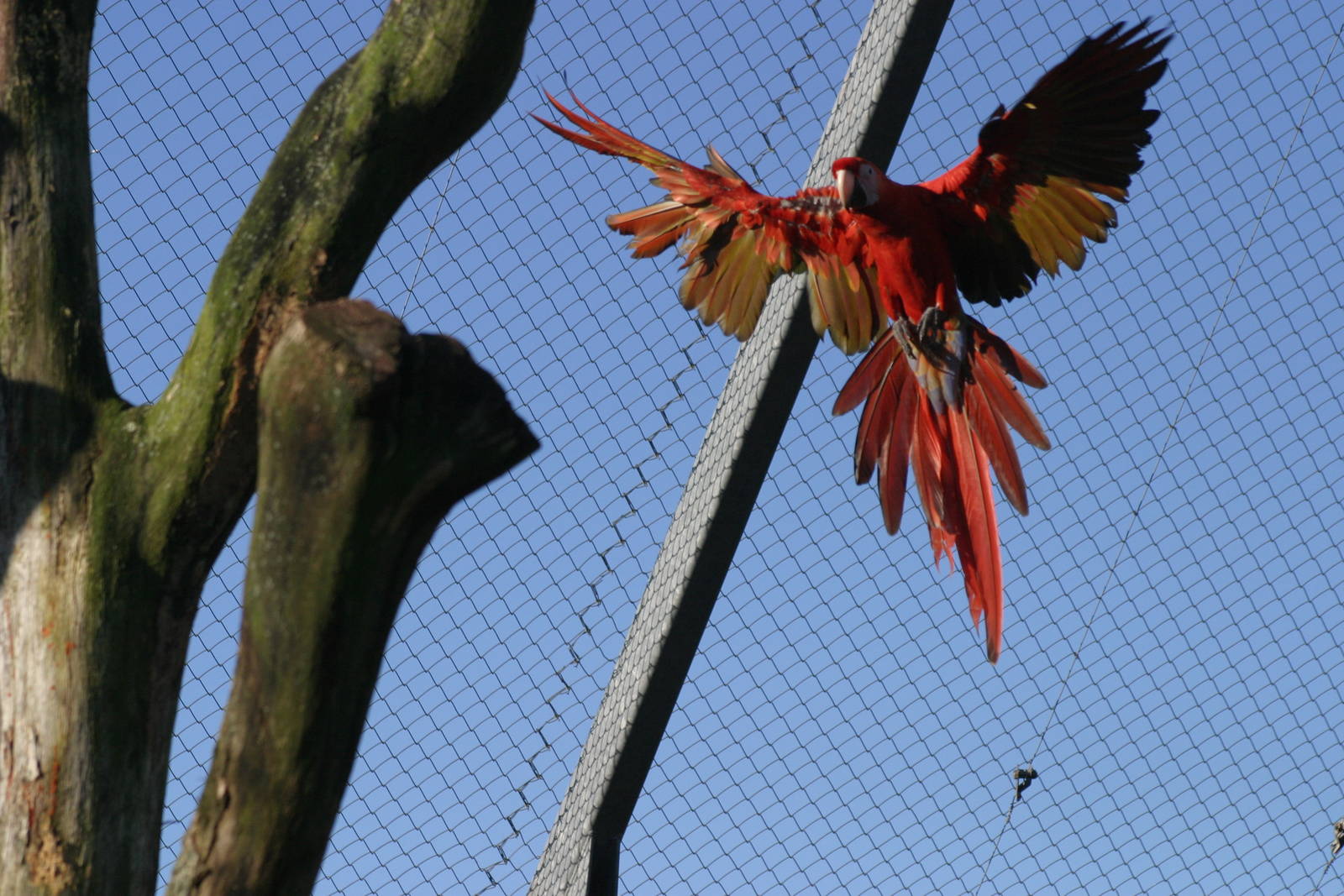 Scarlet Macaw