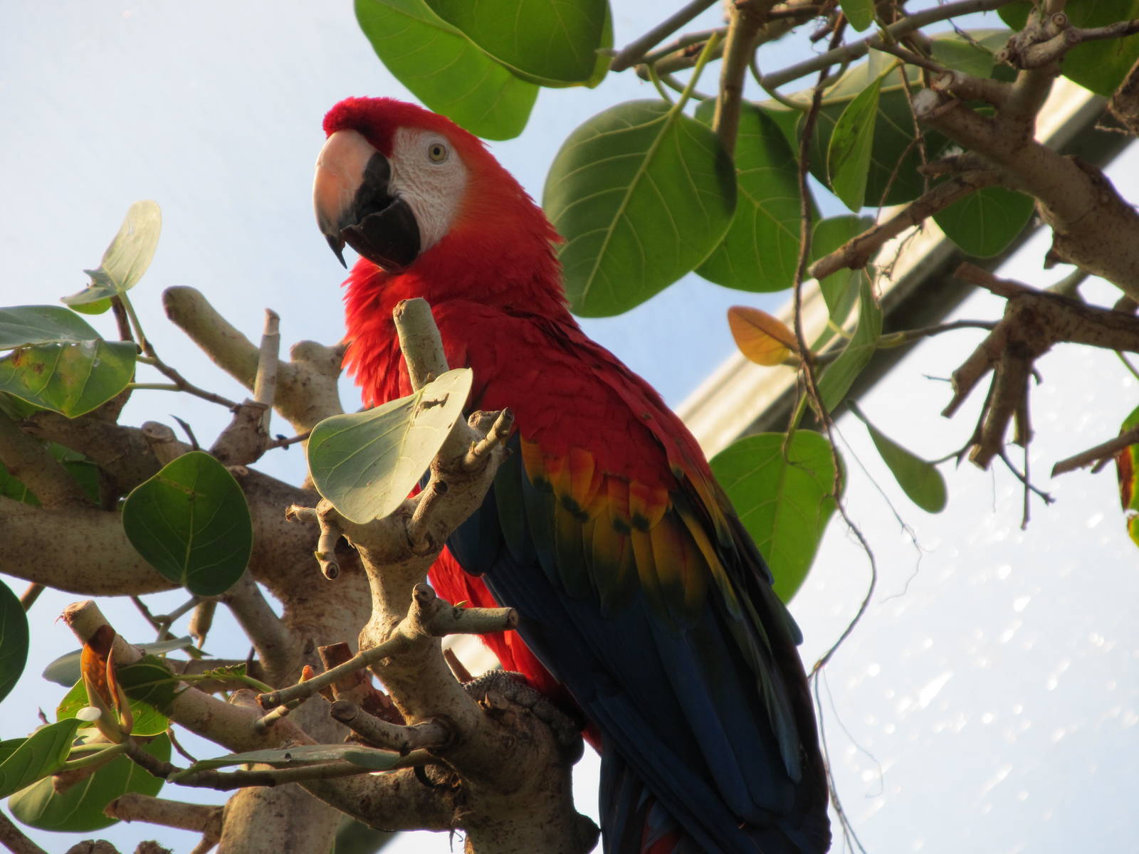 Scarlet Macaw