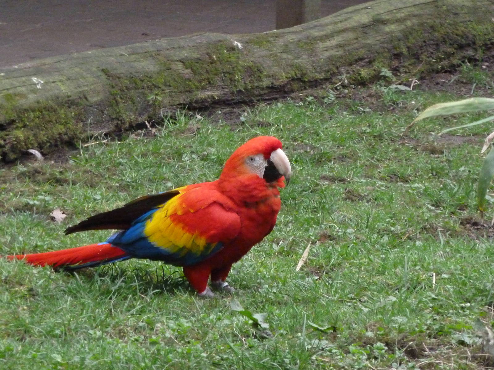 Scarlet Macaw