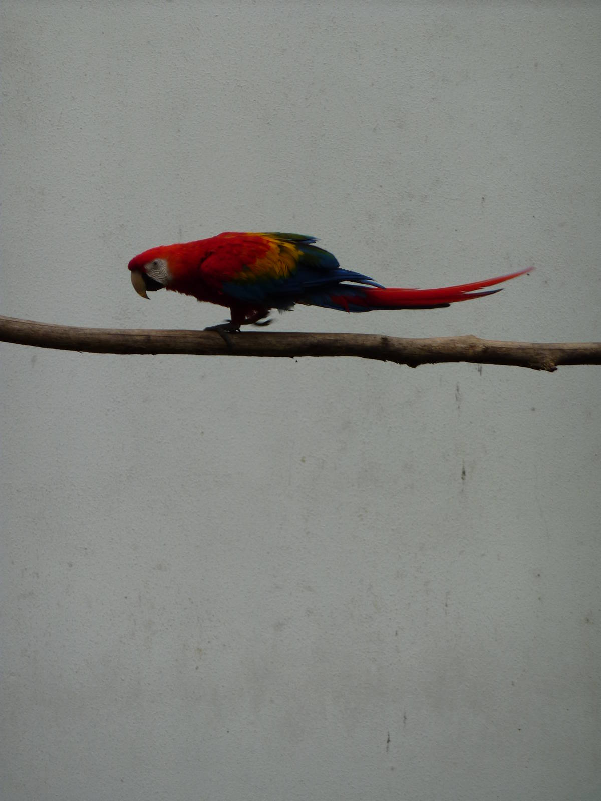 Scarlet macaw