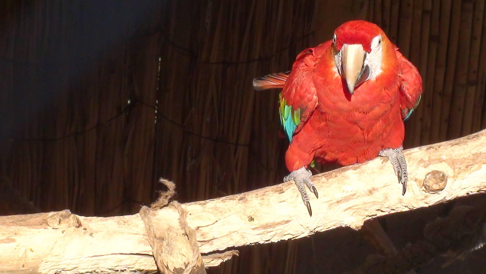 Scarlet Macaw