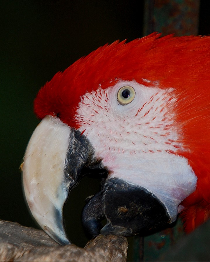 Scarlet Macaw
