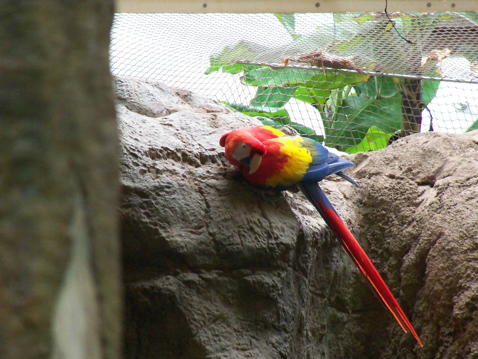 Scarlet Macaw