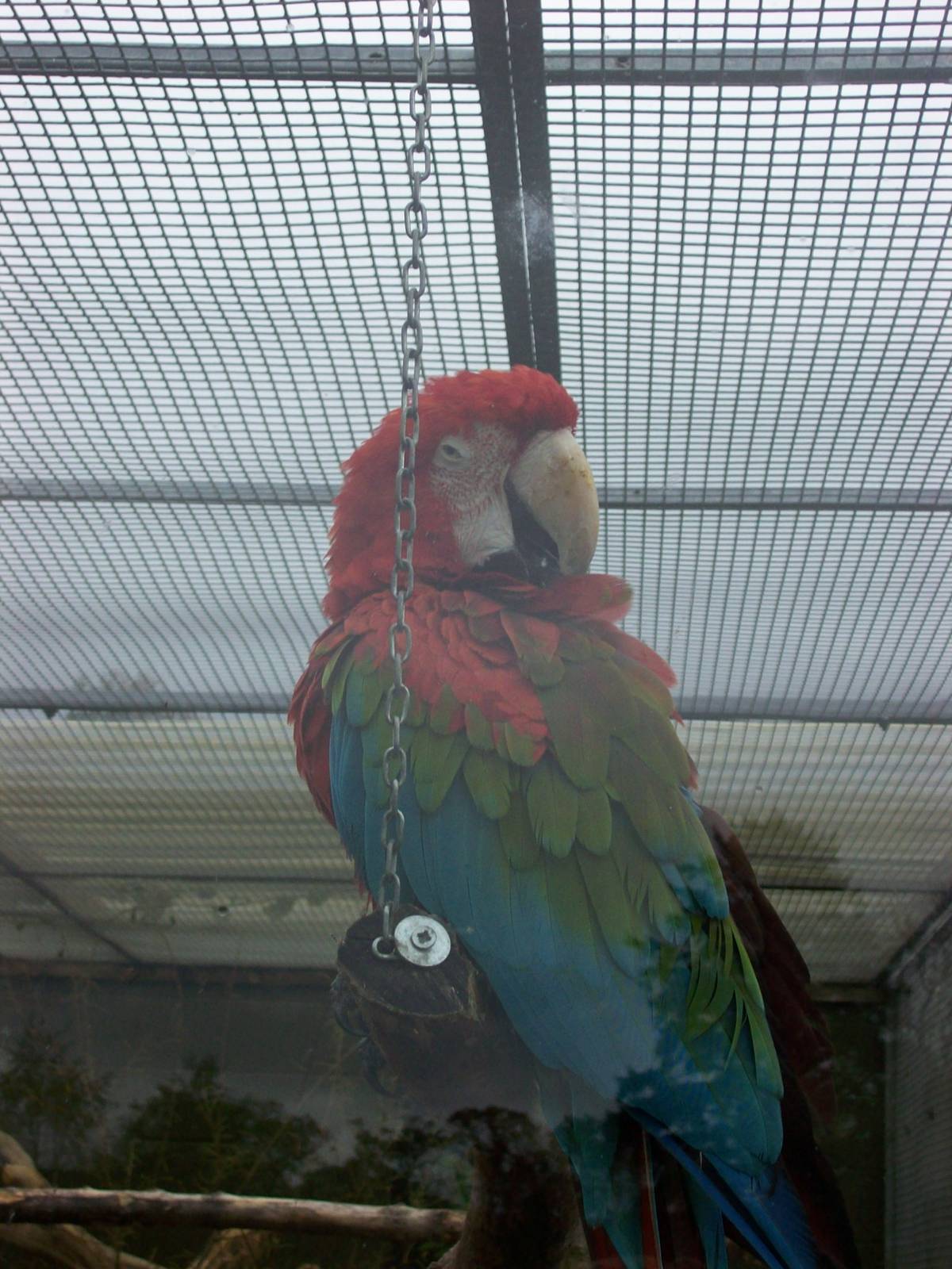 scarlet macaw