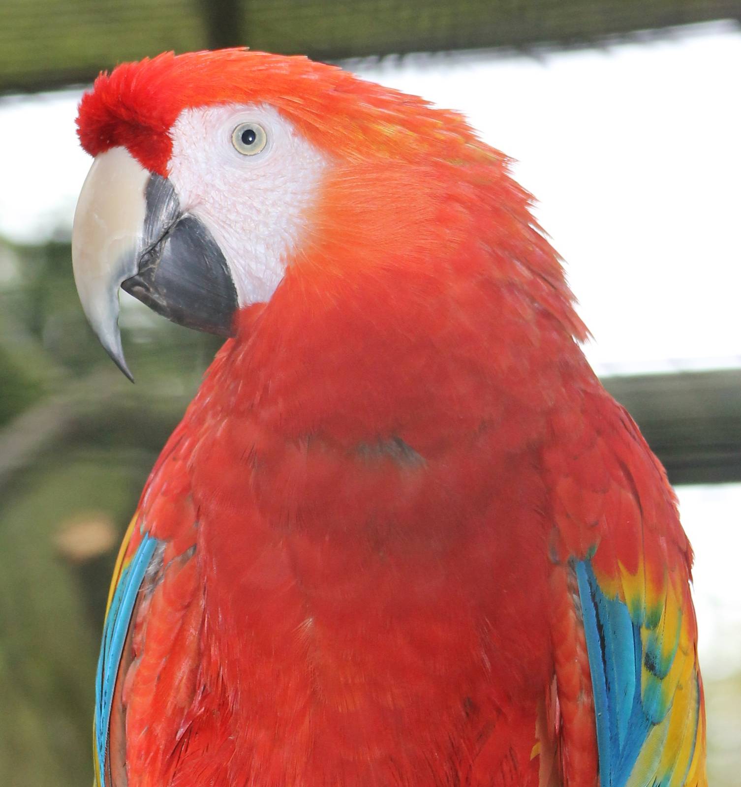 Scarlet macaw