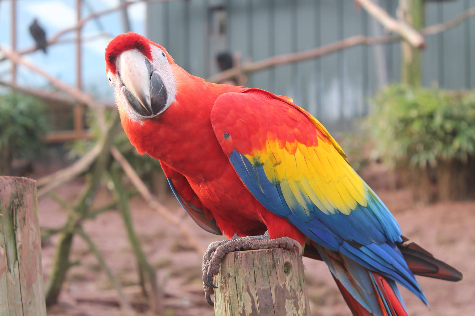 Scarlet Macaw