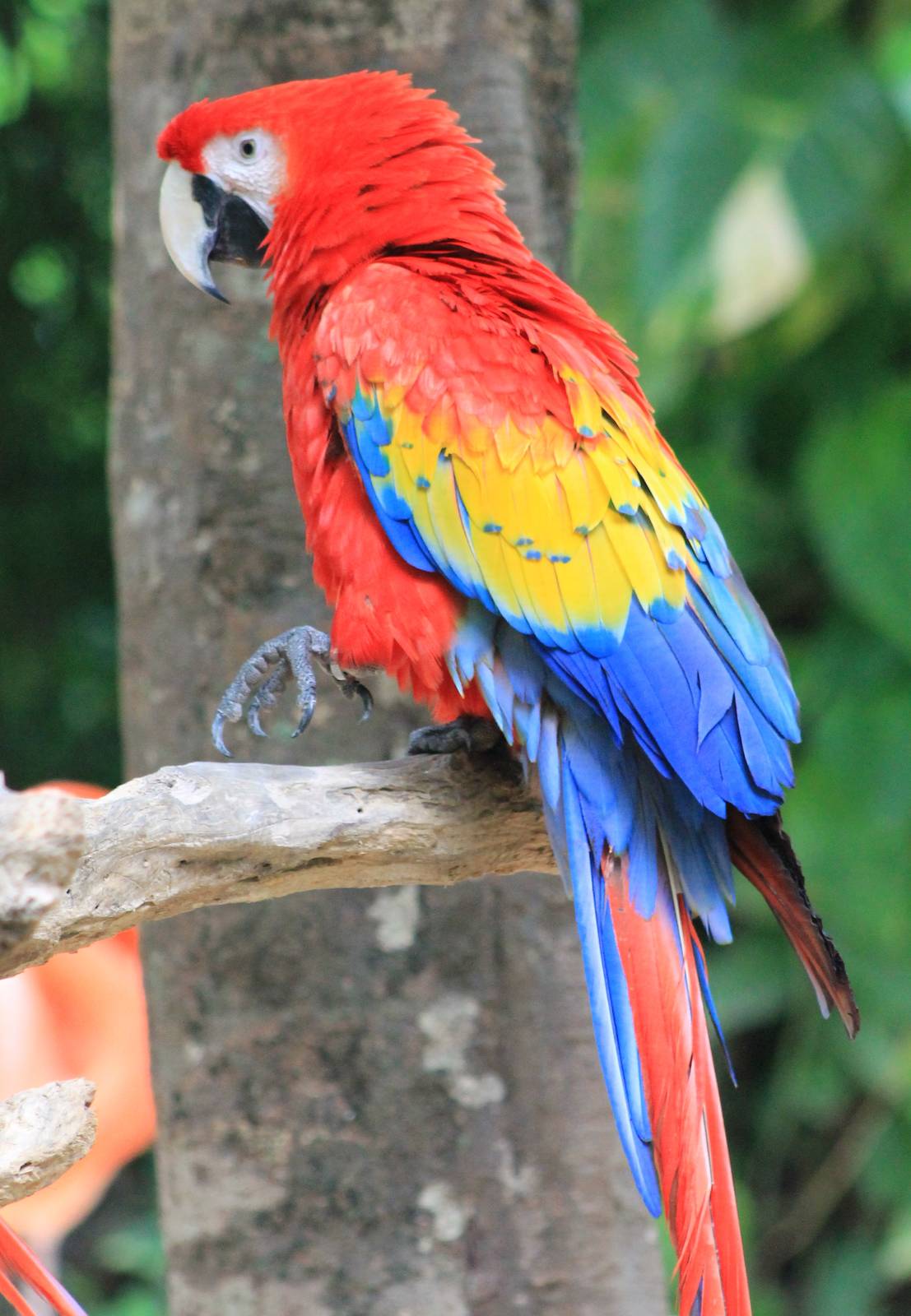 Scarlet macaw