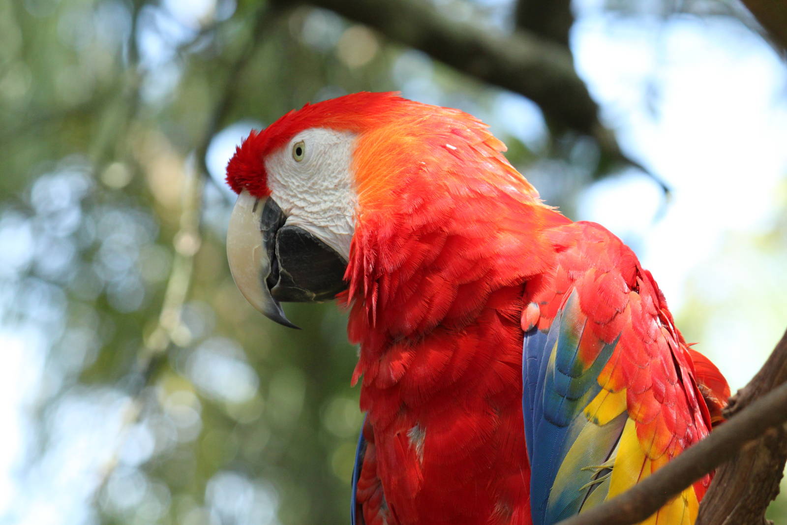 Scarlet Macaw