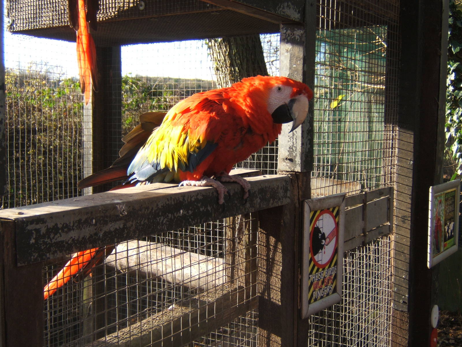 Scarlet Macaw