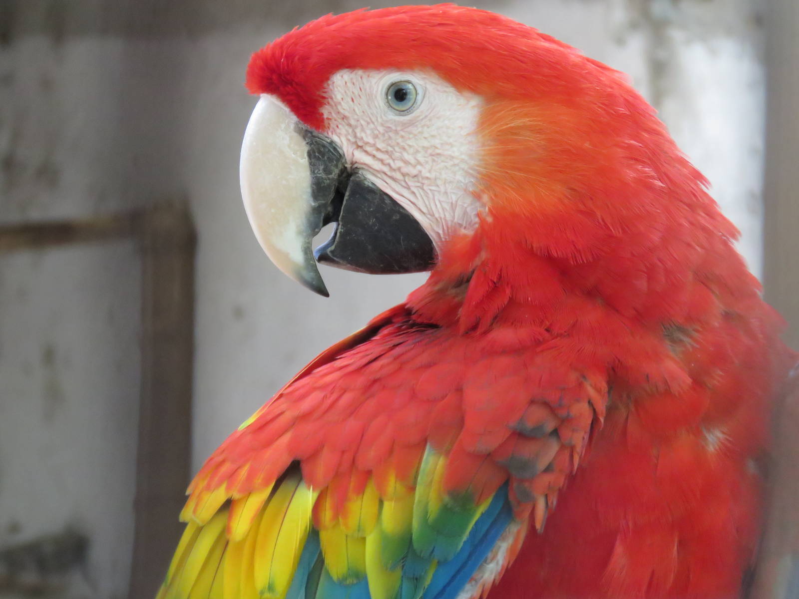Scarlet macaw