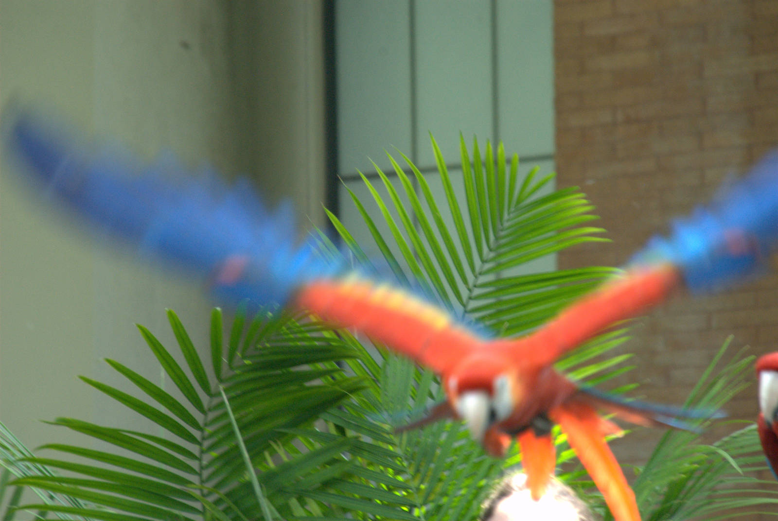 Scarlet Macaw
