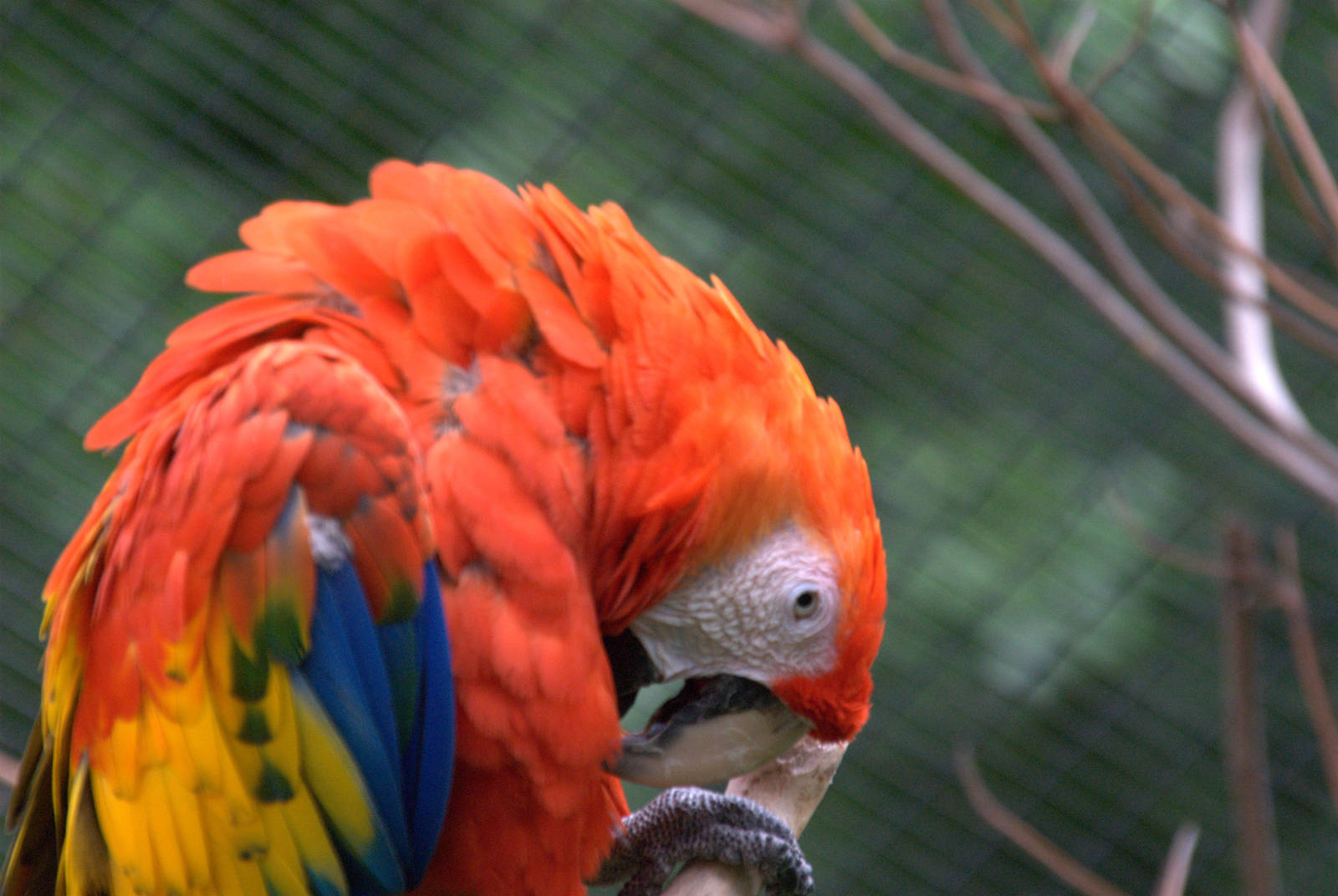 Scarlet Macaw
