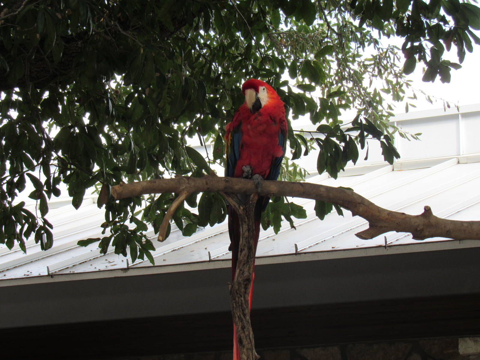 Scarlet Macaw