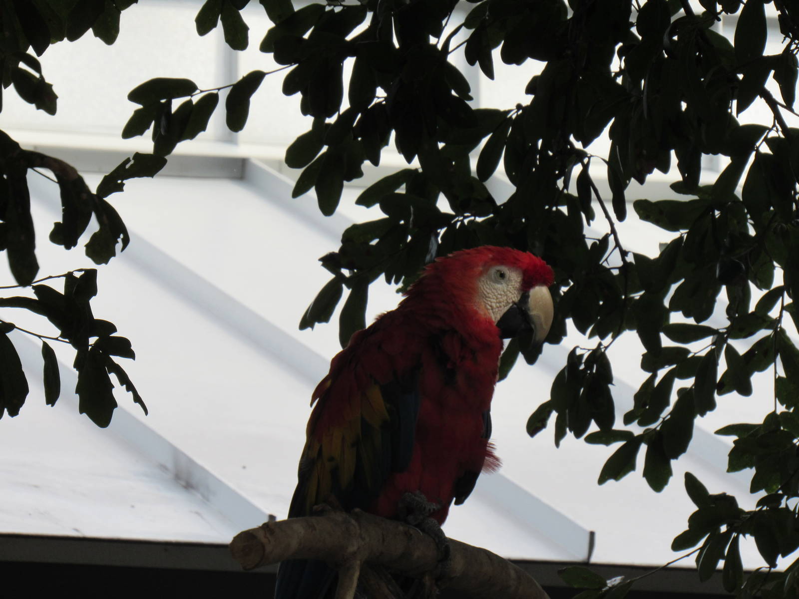 Scarlet Macaw
