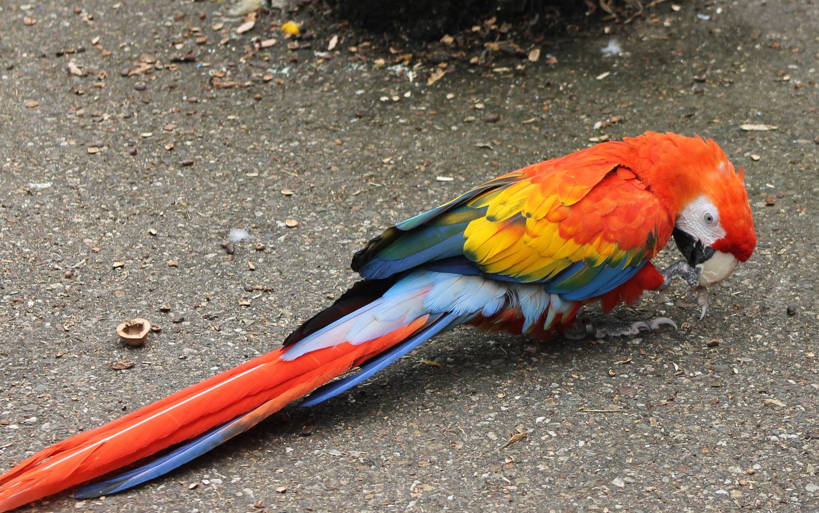 Scarlet macaw