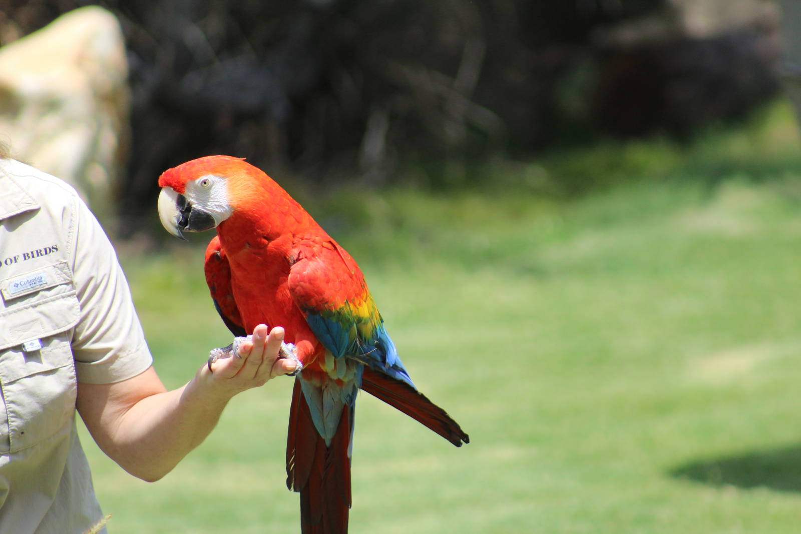 Scarlet Macaw