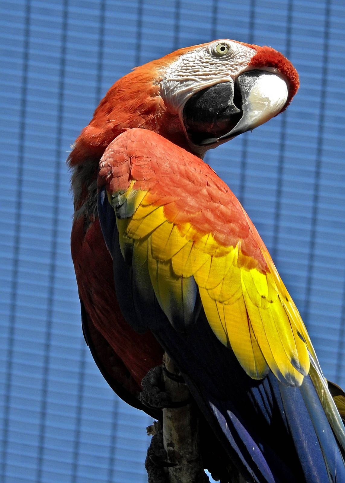 Scarlet Macaw