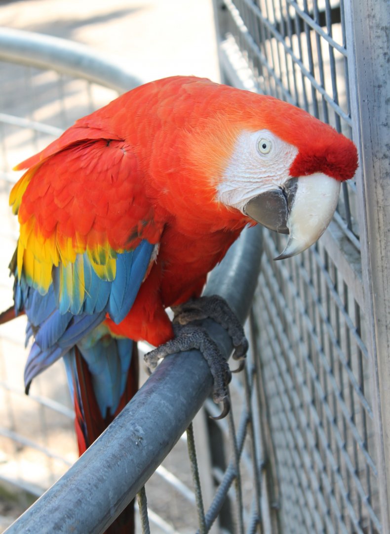 Scarlet Macaw
